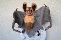 /album/xxx/bechstein-fledermaus-1-jpg/